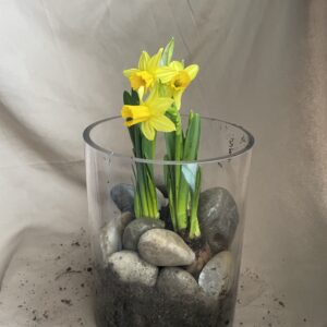 Yellow Mini Daffodils Aquirium