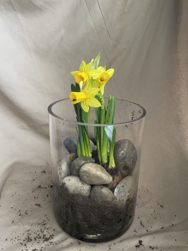 mini-daffodil