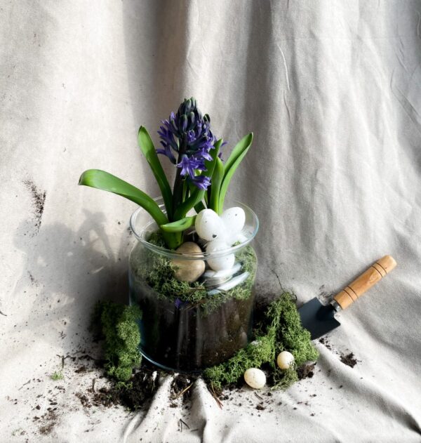 Hyacinth-potted-terrarium