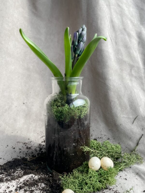 Hyacinth-terrarium 