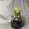 mini-daffodil