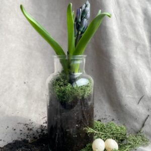 Hyacinth-terrarium 